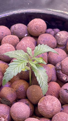 1st Ever Grow (Fat Bastard)(RDWC)  — seedling_rooting, day 16