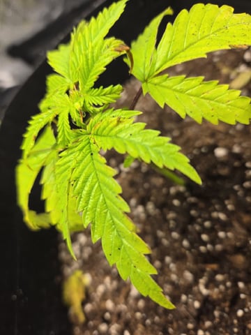 My first batch of medication — vegetative, day 36