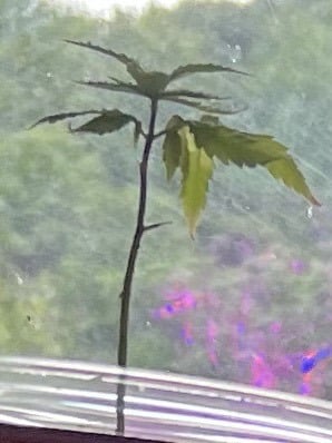 Banjo Clones — vegetative, day 29