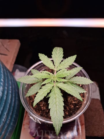 My First Grow — vegetative, day 41