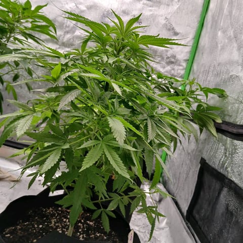 run #3 — vegetative, day 7