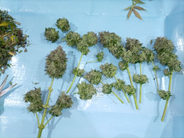 first tent grow — harvest, day 82