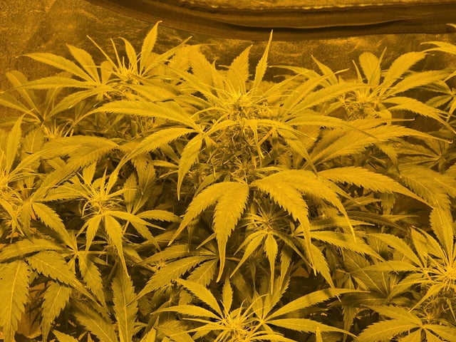 Autos AGAIN — flower, day 55