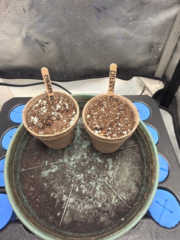 Technically 3rd grow (1st documented) — germination, day 1