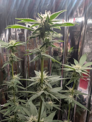 B E A utiful  — flower, day 89