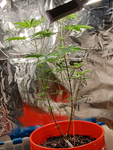 triangle kush  — vegetative, day 6
