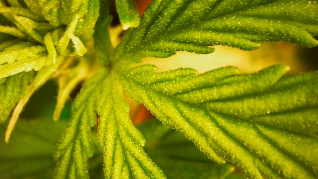 Bubblegum — vegetative, day 62