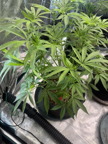  pineapple express — flower, day 47