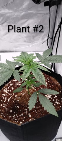 Skunk #1 — vegetative, day 45