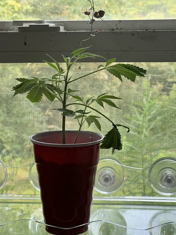 White Widow Auto — vegetative, day 16