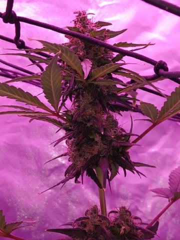 CountryG  — seedling_rooting, day 58