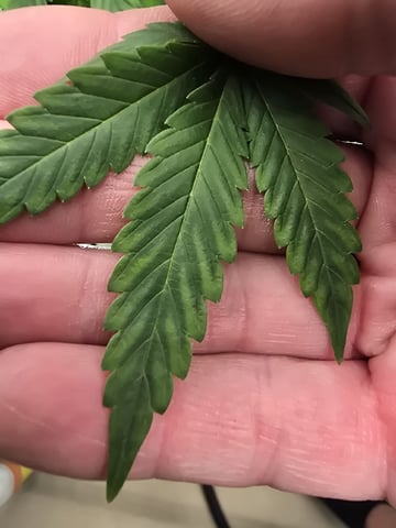 3 in Coco — flower, day 16