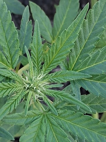 Crimson Haze — flower, day 5