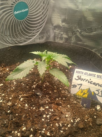 lil Slurry, first grow — vegetative, day 14