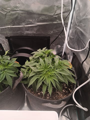 Master Kush — vegetative, day 27