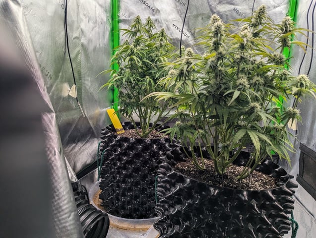 Titan F1 grow  — flower, day 57