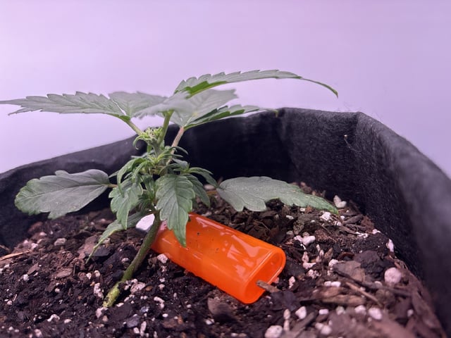 My First Grow — vegetative, day 30