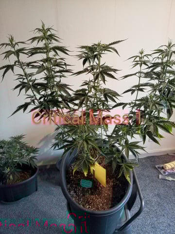 mr — vegetative, day 54