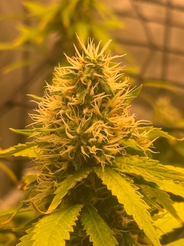 The little plant that could! — flower, day 95