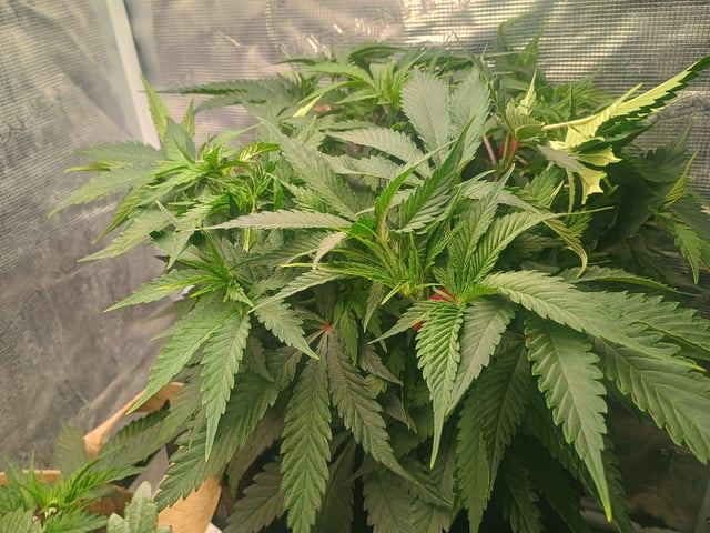 Platinum Zushi  — vegetative, day 21