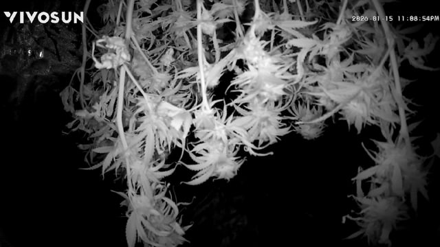 Pine (Auto) 2025 - 0 — harvest, day 75