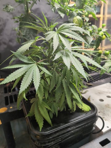 Black African Magic — vegetative, day 37