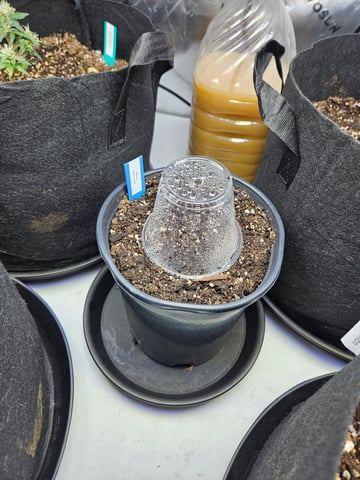 OG Kush — seedling_rooting, day 4