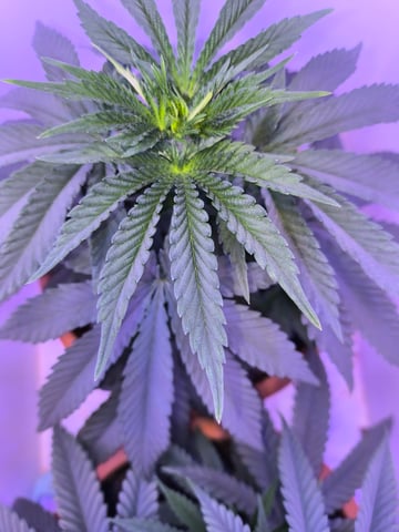 unknown strain 1st grow — vegetative, day 27