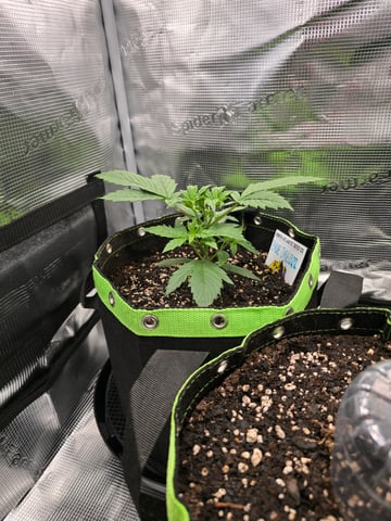 blue dream auto — vegetative, day 23