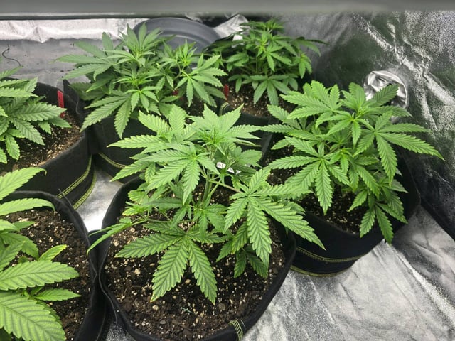 3rd Auto Grow — vegetative, day 45