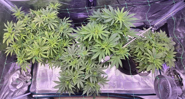 4 strains in 1 tent — vegetative, day 41