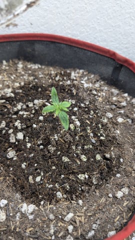 August Grow — seedling_rooting, day 8