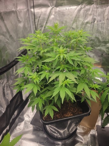 1st grow — flower, day 37