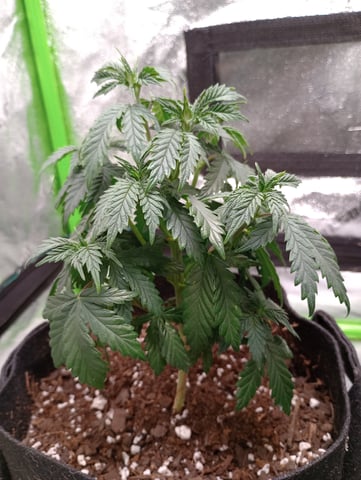 All Aboard!!! — vegetative, day 35