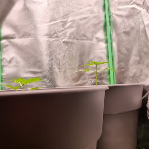 Royal Kush Auto RQS — vegetative, day 1