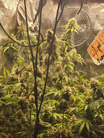 Hashburger And Lemon Deisel — harvest, day 3