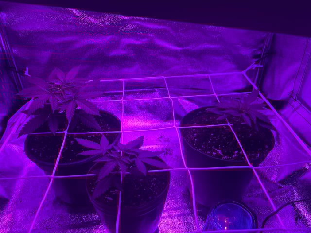 First attempt grow 😶‍🌫️ — vegetative, day 21
