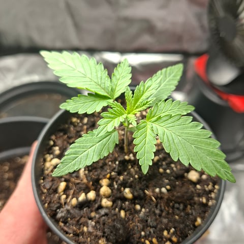 zupreme lime — vegetative, day 10
