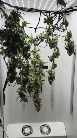 Purple Haze — harvest, day 8