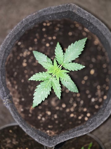 First Grow — vegetative, day 15