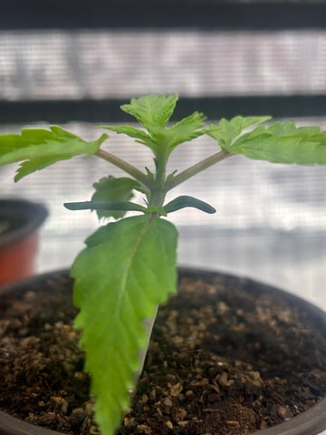 2025-26 harvest INDOOR — seedling_rooting, day 45