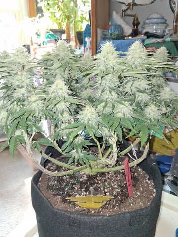 fruity pebbles, cap junky — flower, day 88