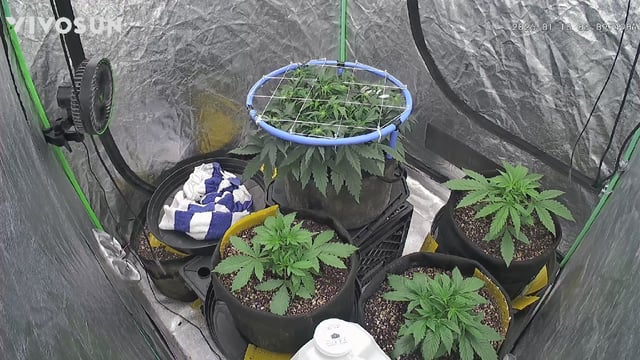 Perpetual Autoflower Mixed Grow #3 — germination, day 28