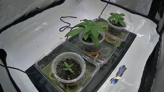 Pineapple Express Photo