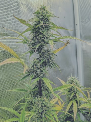 first grow — flower, day 62