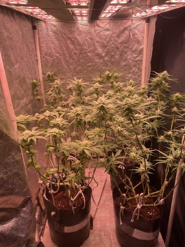 75x60  x 4 Gens — flower, day 55