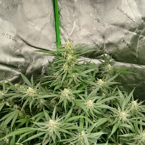 run #3 — flower, day 71