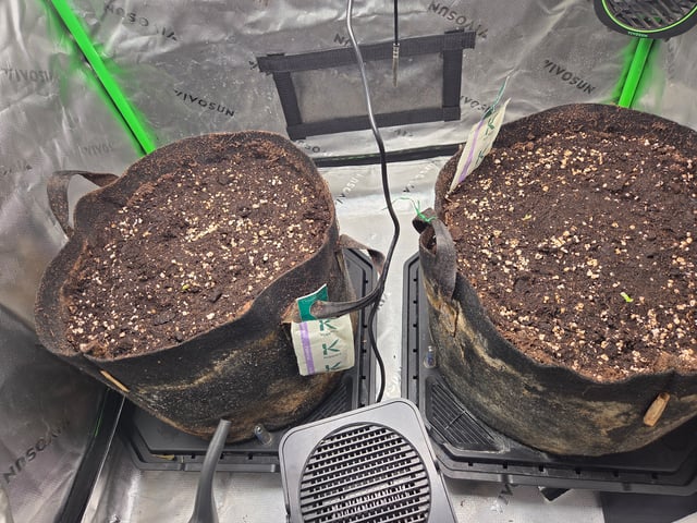 White Widow + Papaya Bomb — grow_setup, day 1