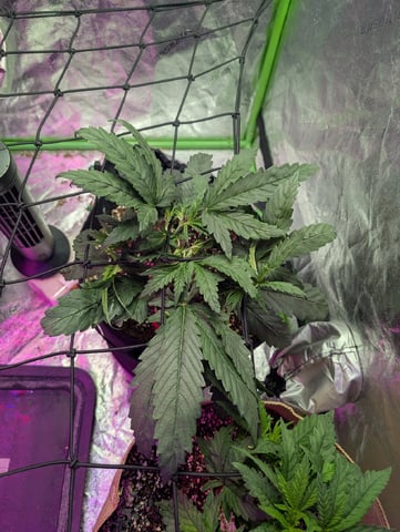 2025-26 — vegetative, day 29