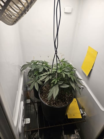 "NO CHEMA CUH" — vegetative, day 37